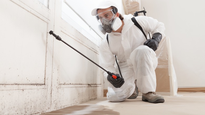 Stop Mold Before It Spreads: Why Inspection and Remediation Must Go Together