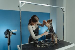 The Importance of Grooming for Your Pets