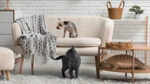 From Yard to Sofa: How to Keep Fleas & Ticks Out of Your Home