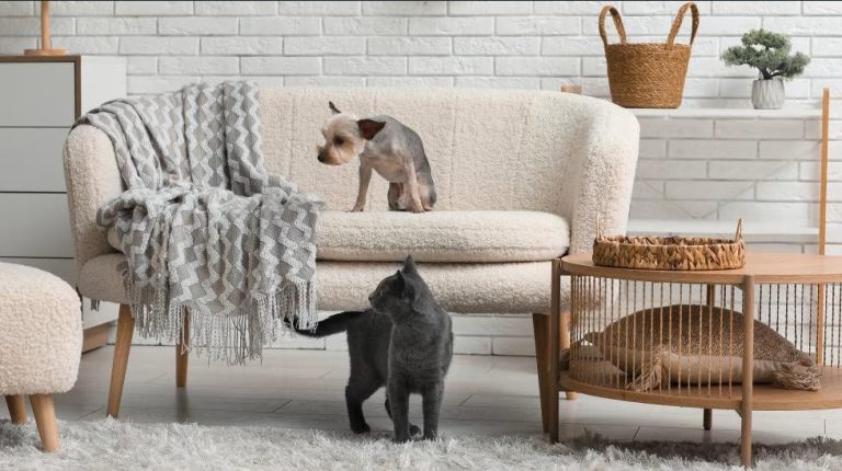 From Yard to Sofa: How to Keep Fleas & Ticks Out of Your Home